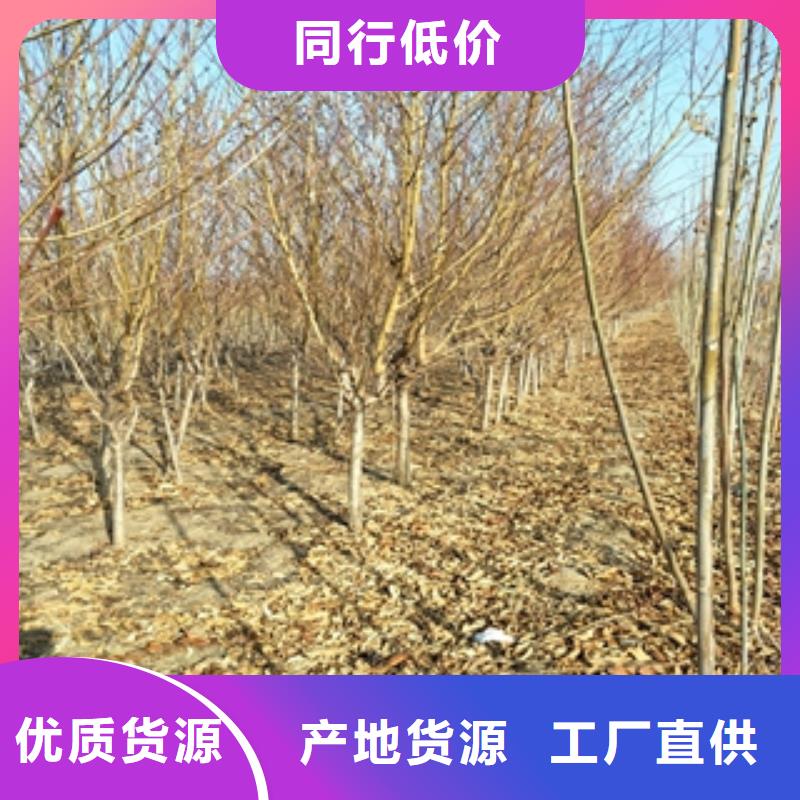 桃樹泰山景松造型景松價格實在