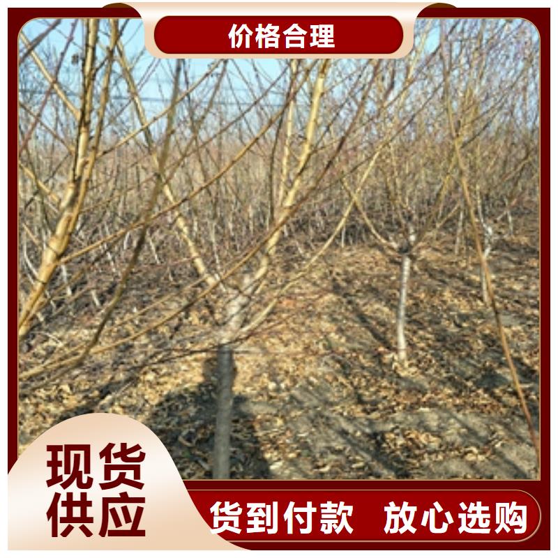 桃树,蓝莓苗专业生产制造厂