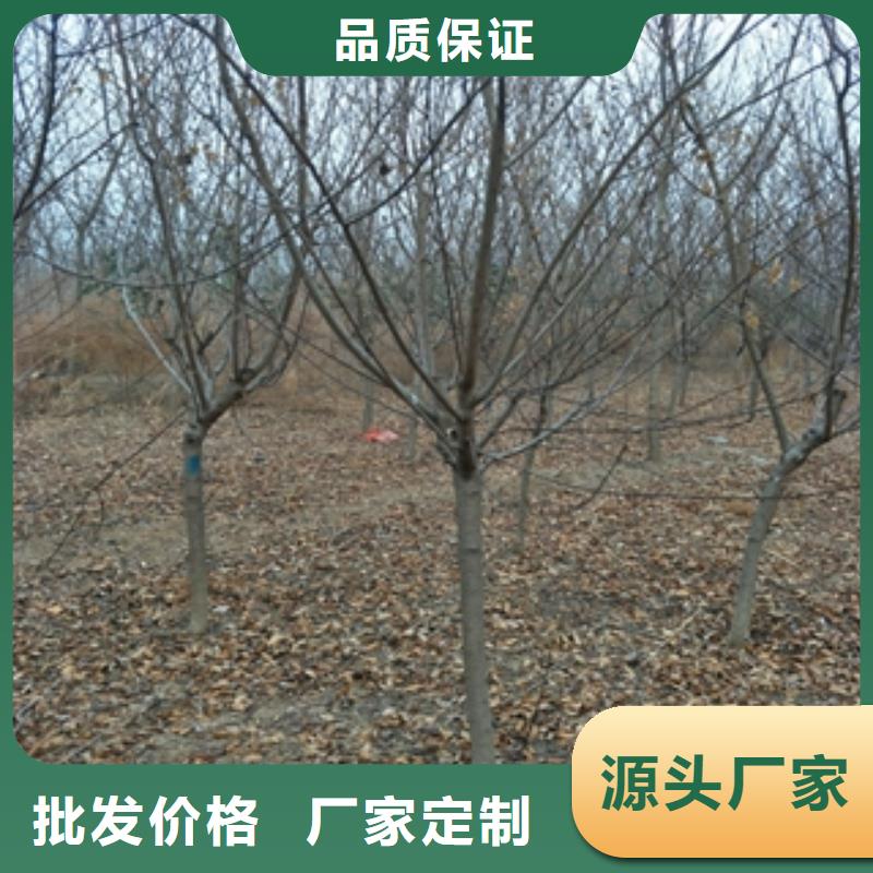 桃樹櫻桃苗一站式供應(yīng)