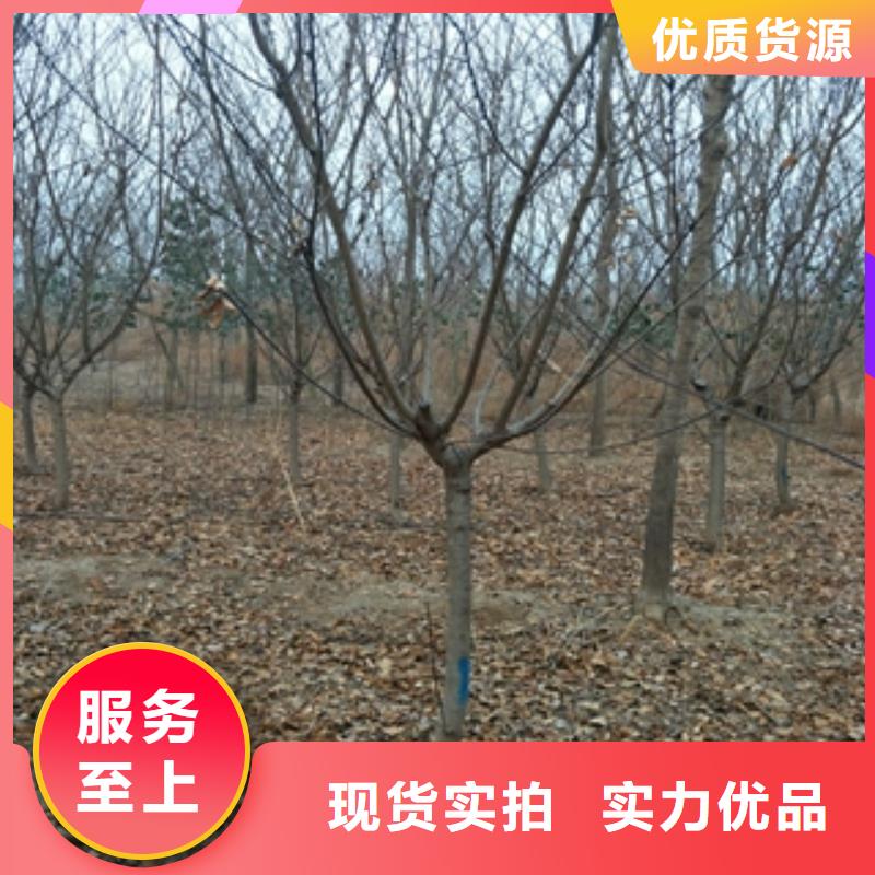 桃樹(shù)綠化樹(shù)綠化工程貨源直銷(xiāo)