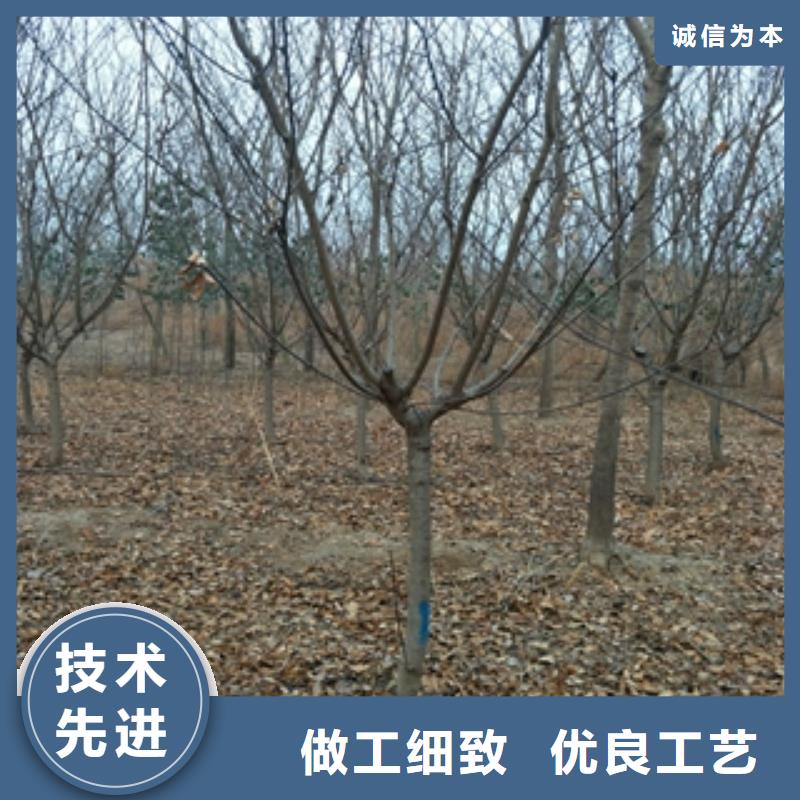 桃樹占地果樹嚴(yán)選用料