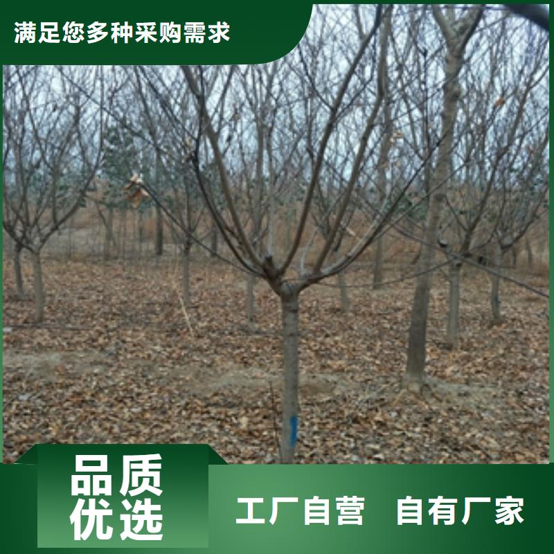 桃树绿化树绿化工程货源直销