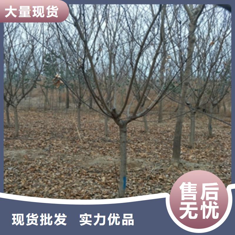 桃樹樹莓苗實(shí)體誠(chéng)信廠家