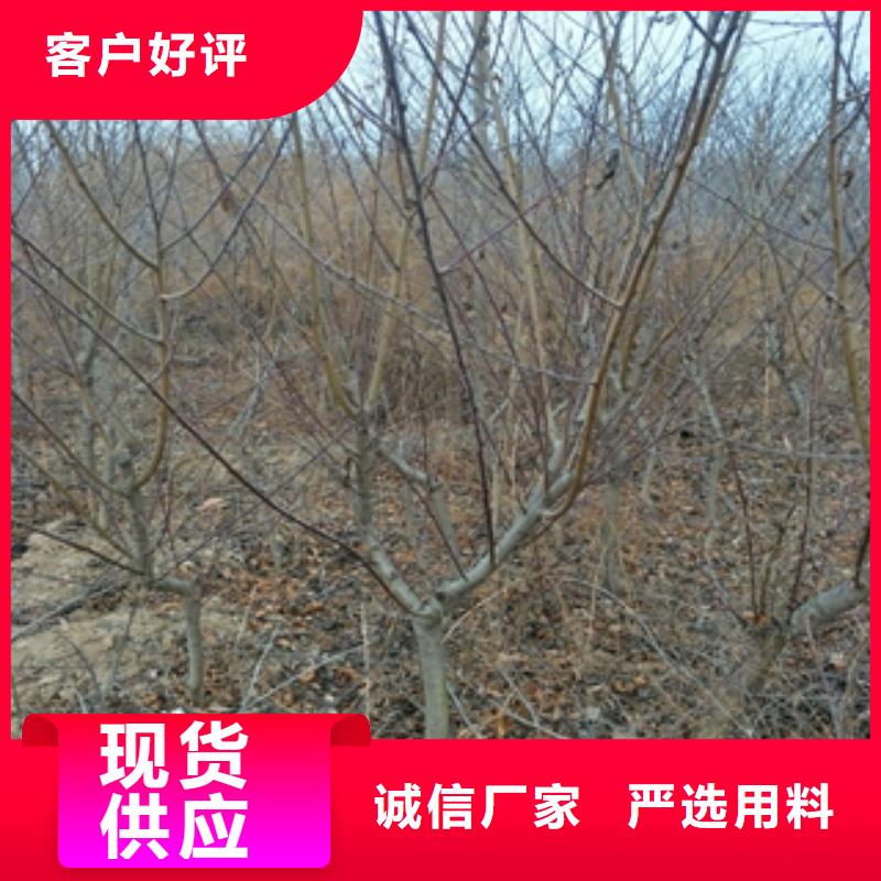 桃树,树莓苗实拍展现