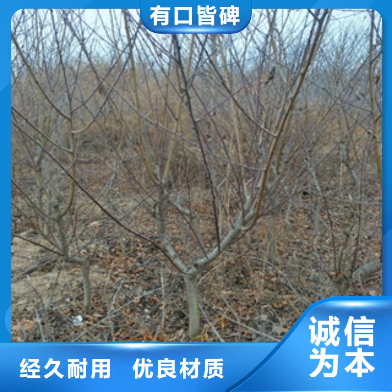 桃樹(shù)泰山景松造型景松價(jià)格實(shí)在