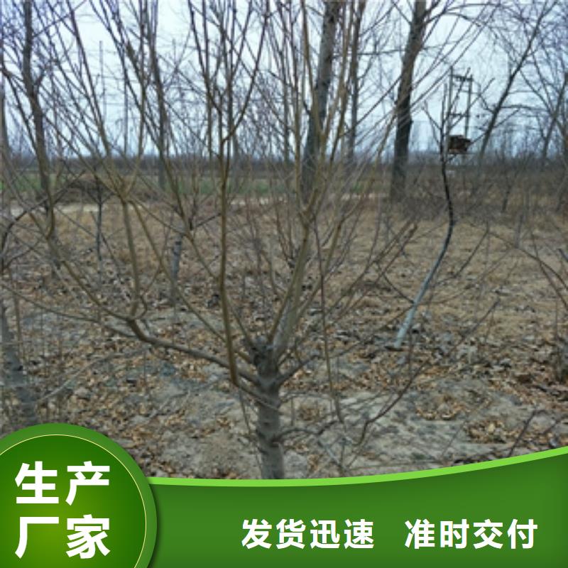 桃樹占地果樹嚴(yán)選用料