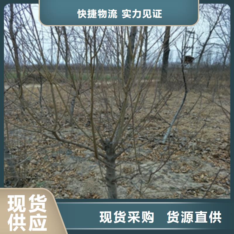 桃樹-占地果樹常年出售