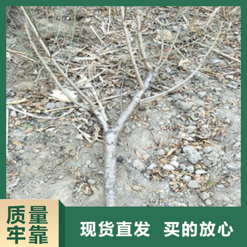 桃樹核桃苗櫻花苗長果桑樹苗拒絕偽劣產(chǎn)品