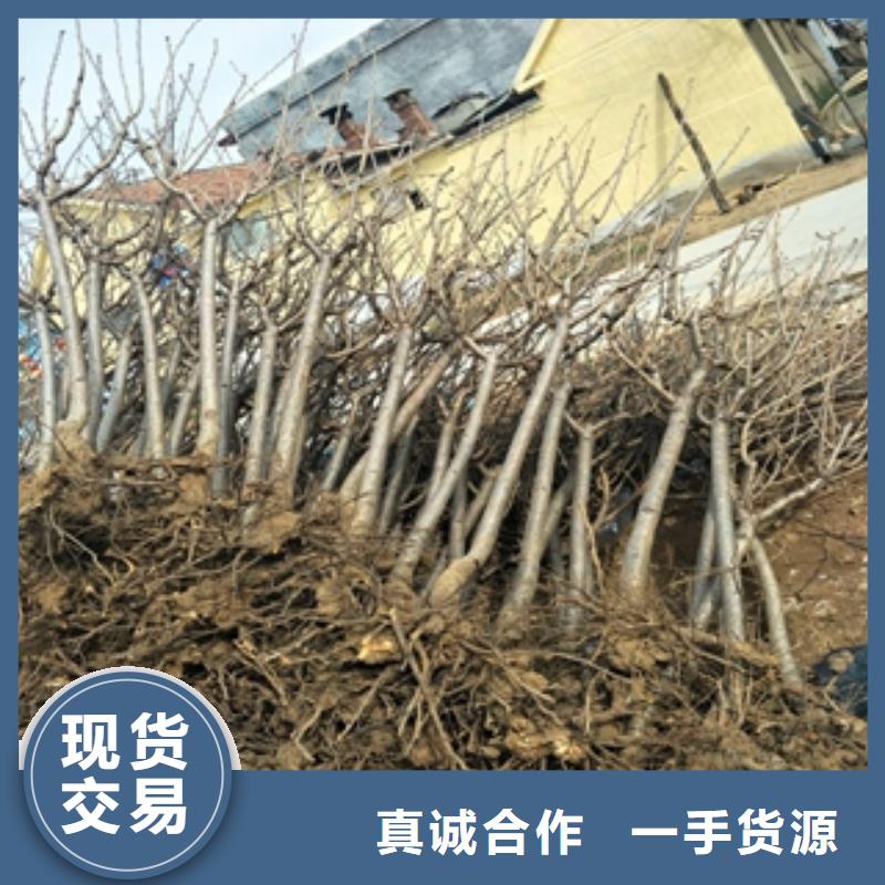 桃樹碧桃符合標(biāo)準(zhǔn)