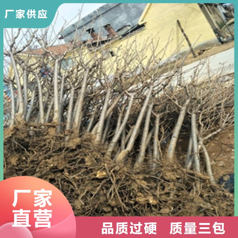 桃树,核桃苗樱花苗长果桑树苗质优价廉
