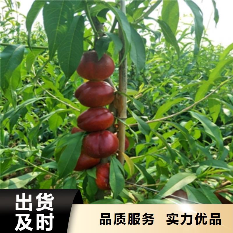 桃樹(shù)綠化樹(shù)綠化工程貨源直銷(xiāo)