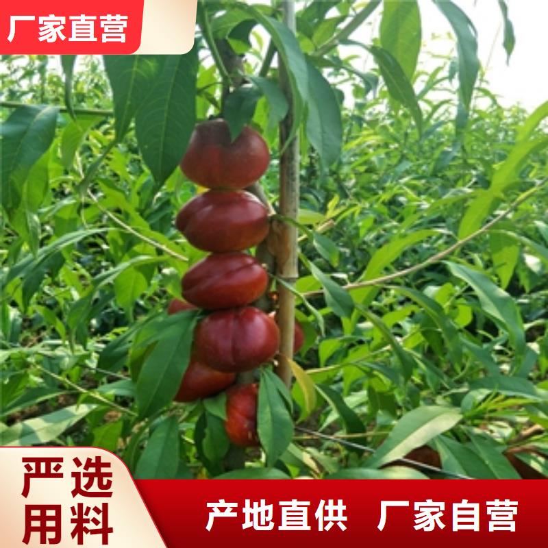 桃樹-占地果樹常年出售