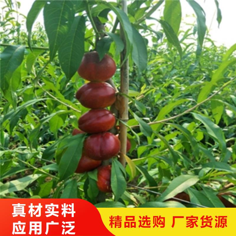 桃樹泰山景松造型景松價格實在