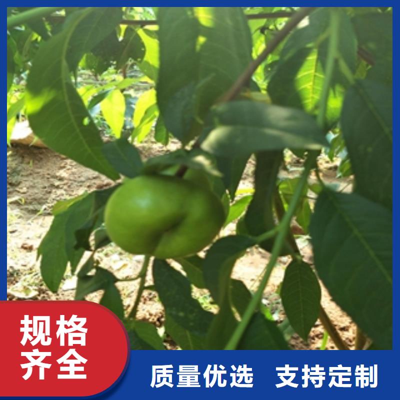 桃樹核桃苗櫻花苗長果桑樹苗拒絕偽劣產(chǎn)品