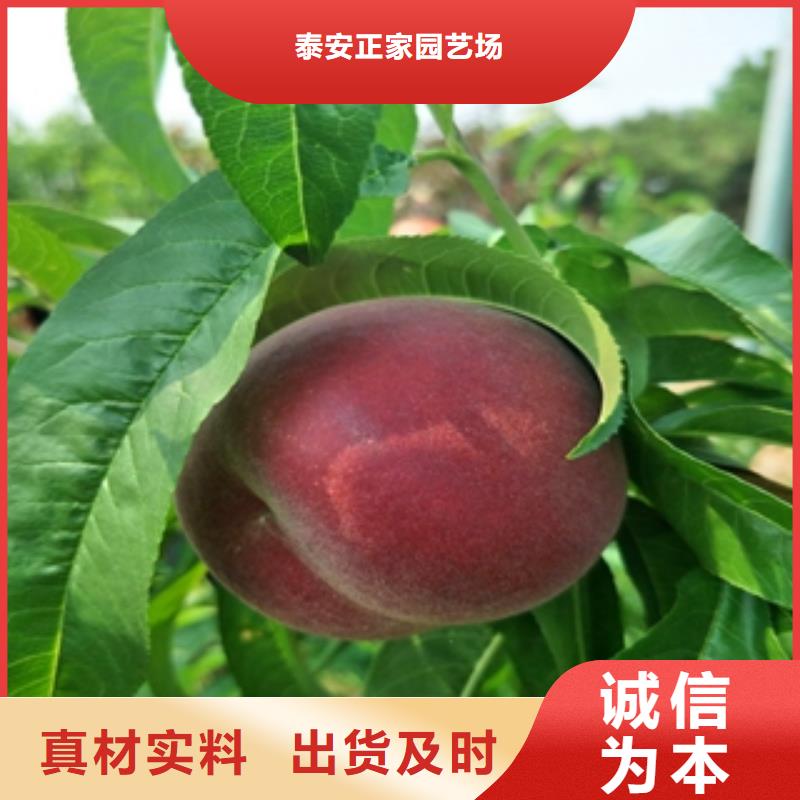 桃樹(shù)泰山景松造型景松價(jià)格實(shí)在