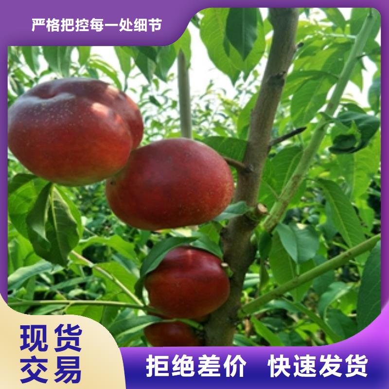 桃树,核桃苗樱花苗长果桑树苗质优价廉