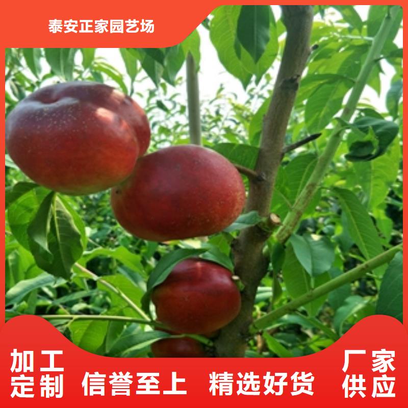 桃樹綠化樹綠化工程源頭采購(gòu)
