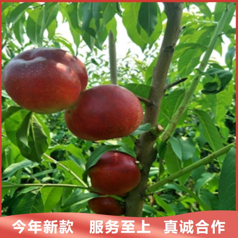 桃樹,鈣果苗當日價格