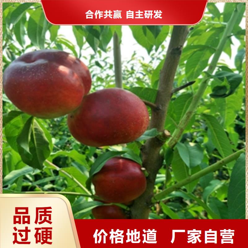 桃树,钙果苗好产品价格低