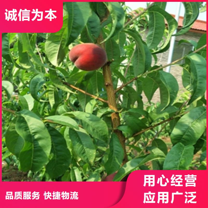桃樹碧桃符合標(biāo)準(zhǔn)