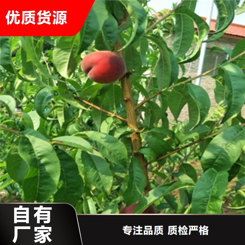 桃树樱桃苗一站式供应