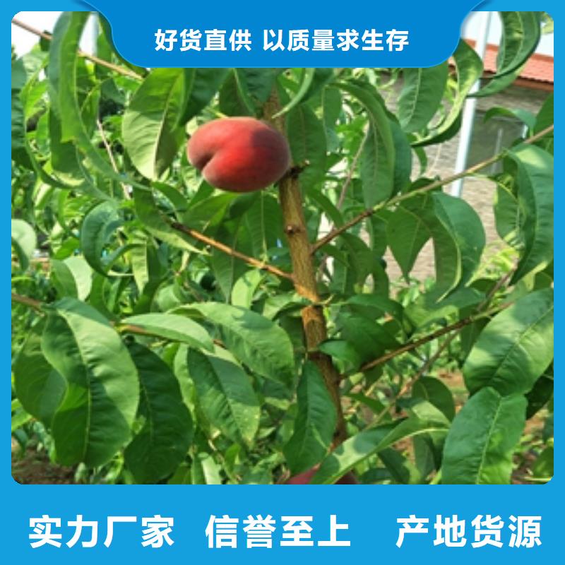 桃树,核桃苗樱花苗长果桑树苗质优价廉