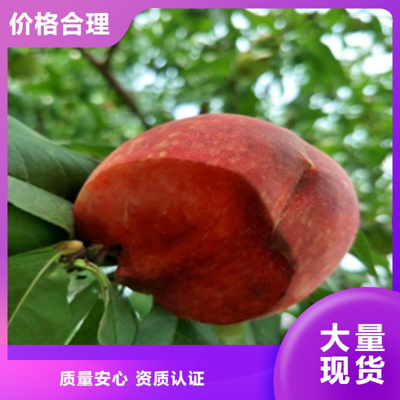 桃树,蓝莓苗专业生产制造厂