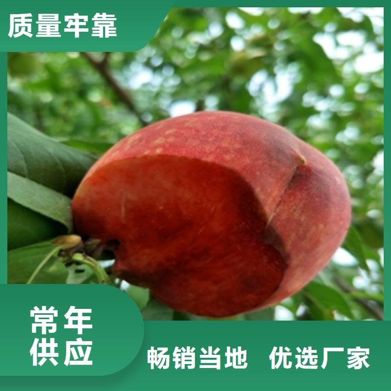 桃樹(shù)占地果樹(shù)供應(yīng)采購(gòu)