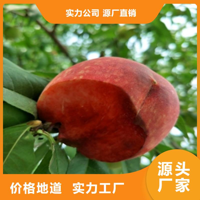 桃樹藍莓苗產(chǎn)地源頭好貨