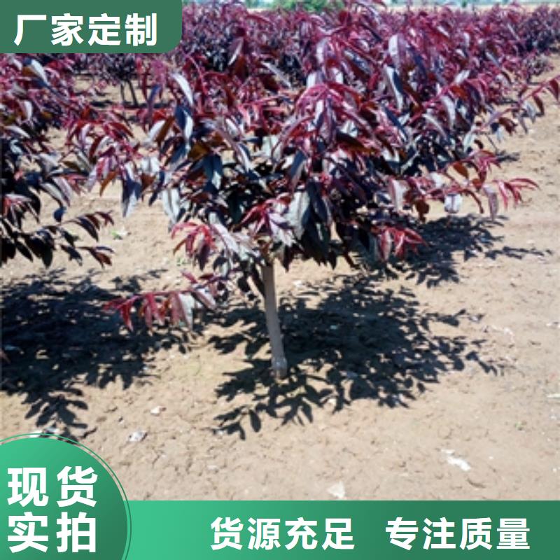 桃树,蓝莓苗物流配货上门