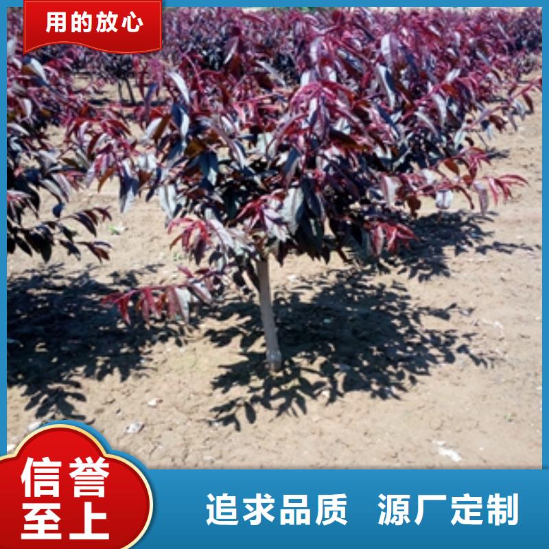 桃樹碧桃歡迎新老客戶垂詢