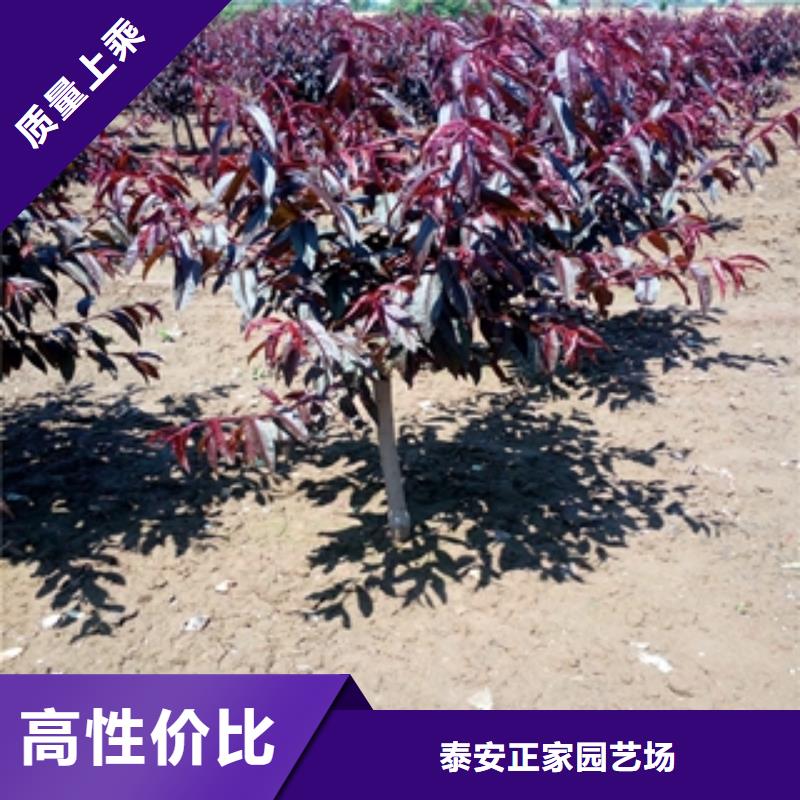桃樹綠化樹綠化工程一手價格