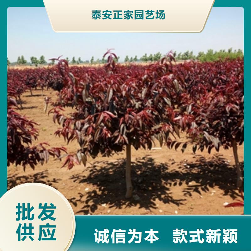 桃树国槐专注产品质量与服务