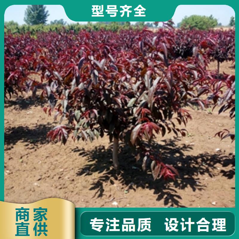桃樹占地果樹嚴(yán)選用料