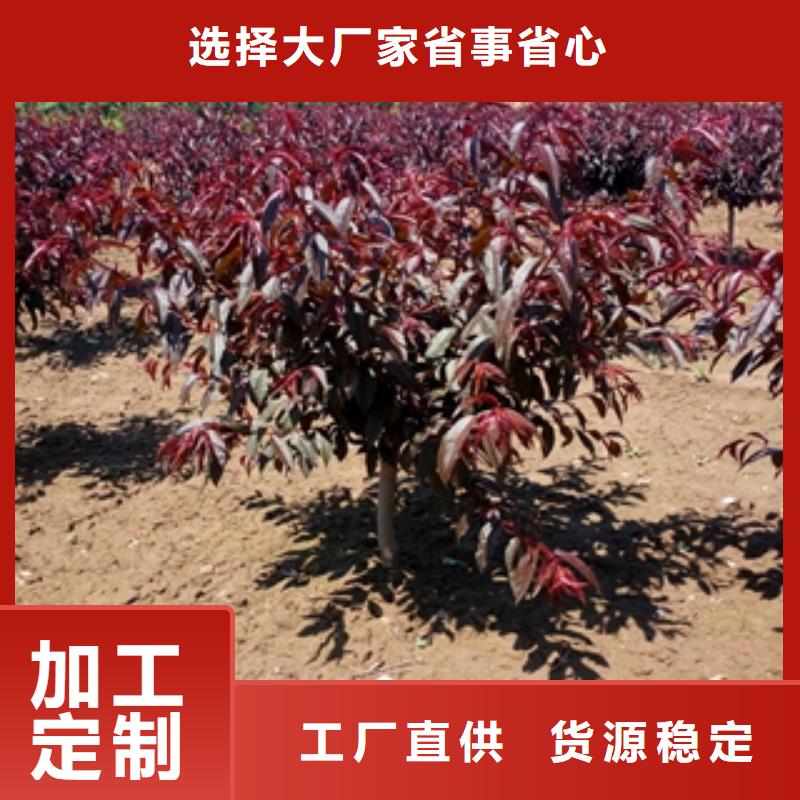 桃樹鈣果苗源廠定制
