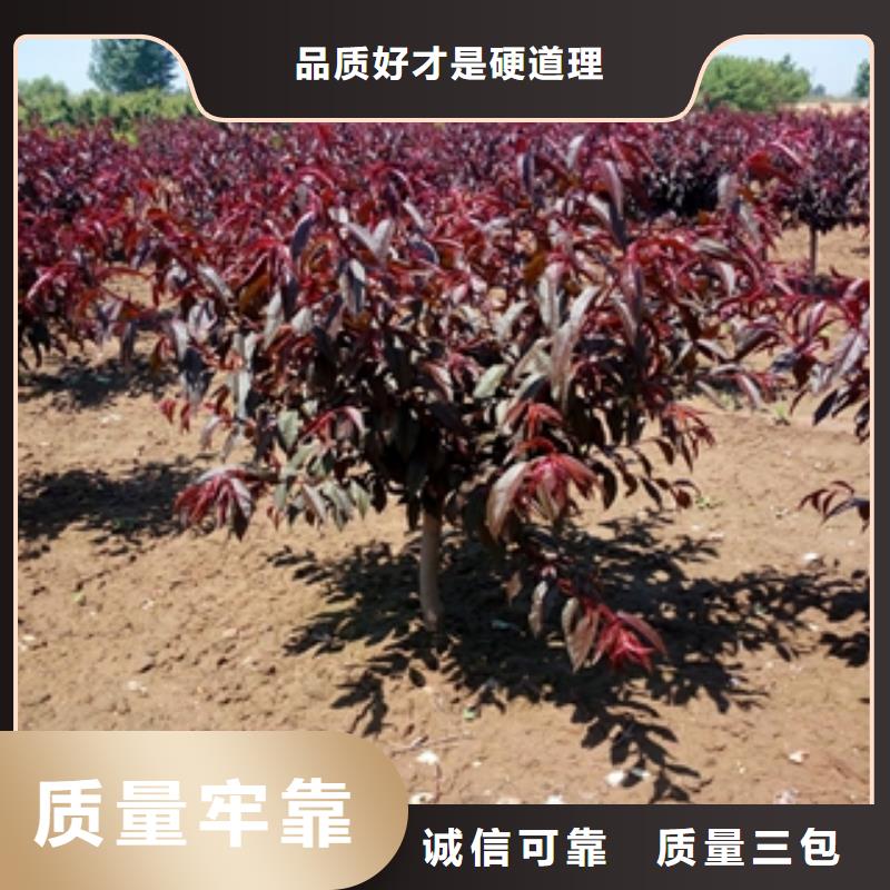 桃树核桃苗樱花苗长果桑树苗好品质经得住考验