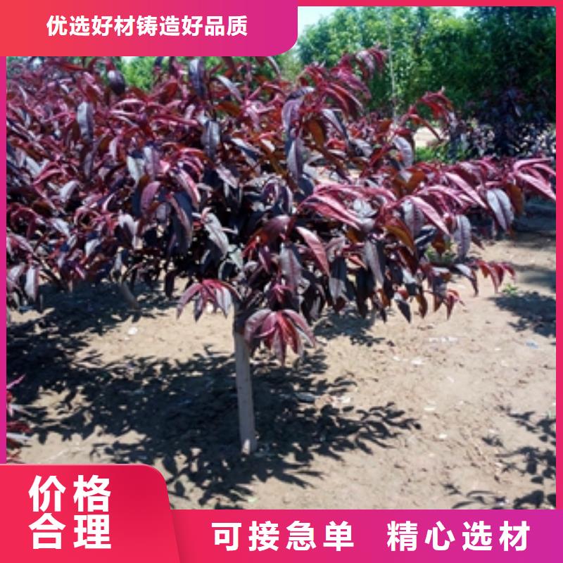 桃樹鈣果苗源廠定制