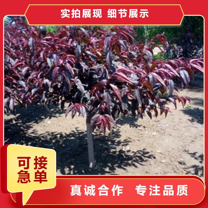 桃樹核桃苗櫻花苗長果桑樹苗拒絕偽劣產(chǎn)品