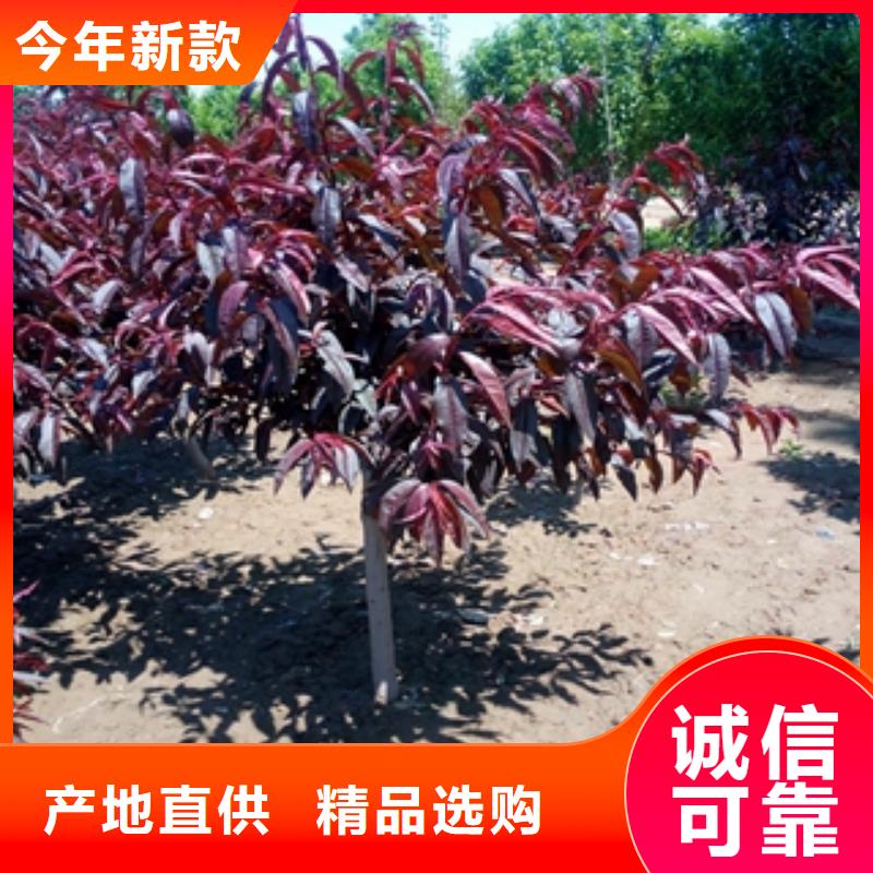 桃树,钙果苗好产品价格低