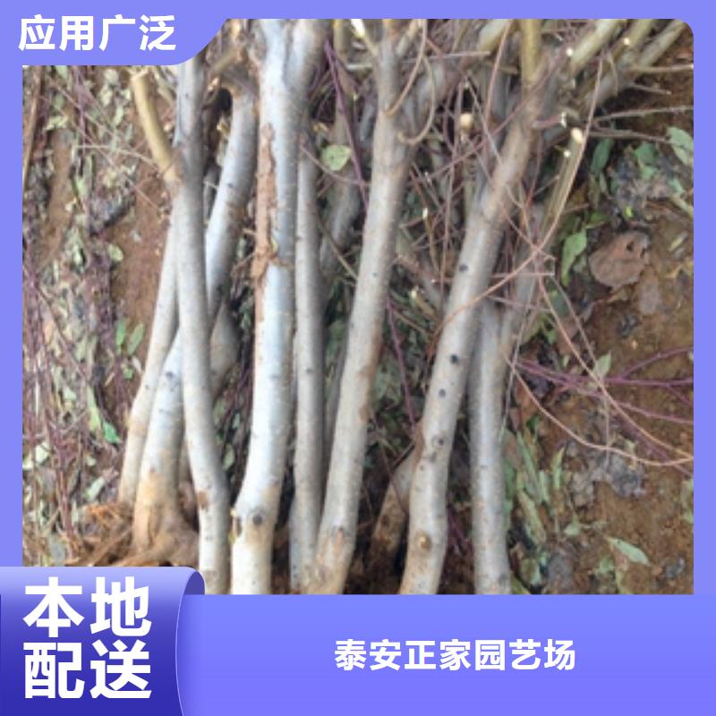 桃树,钙果苗好产品价格低