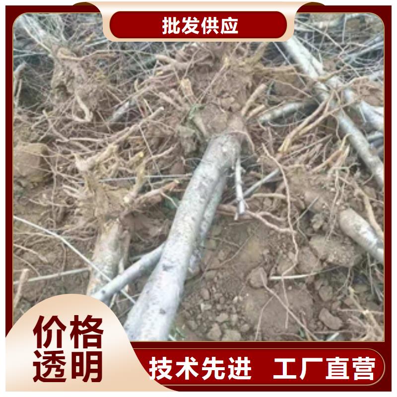 桃树国槐价格实惠