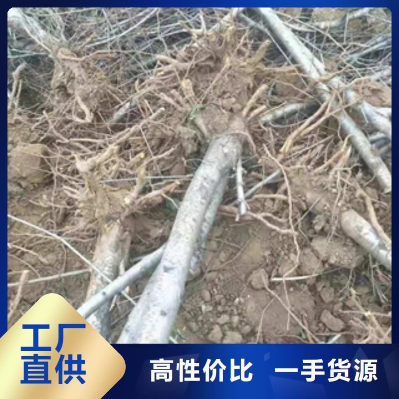 桃樹鈣果苗源廠定制