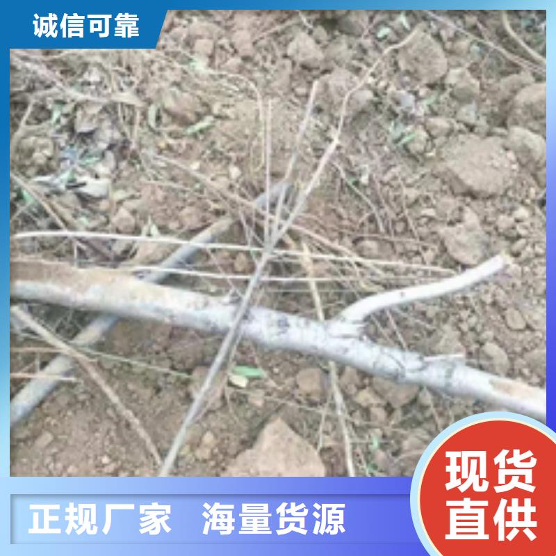 桃樹核桃苗櫻花苗長果桑樹苗拒絕偽劣產(chǎn)品