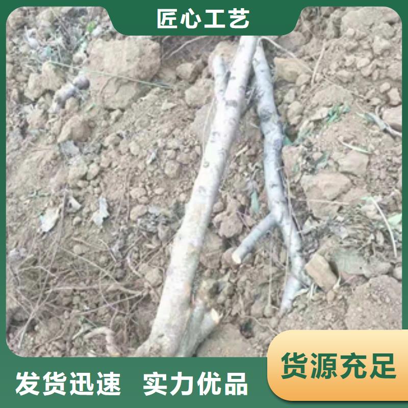 桃樹碧桃歡迎新老客戶垂詢