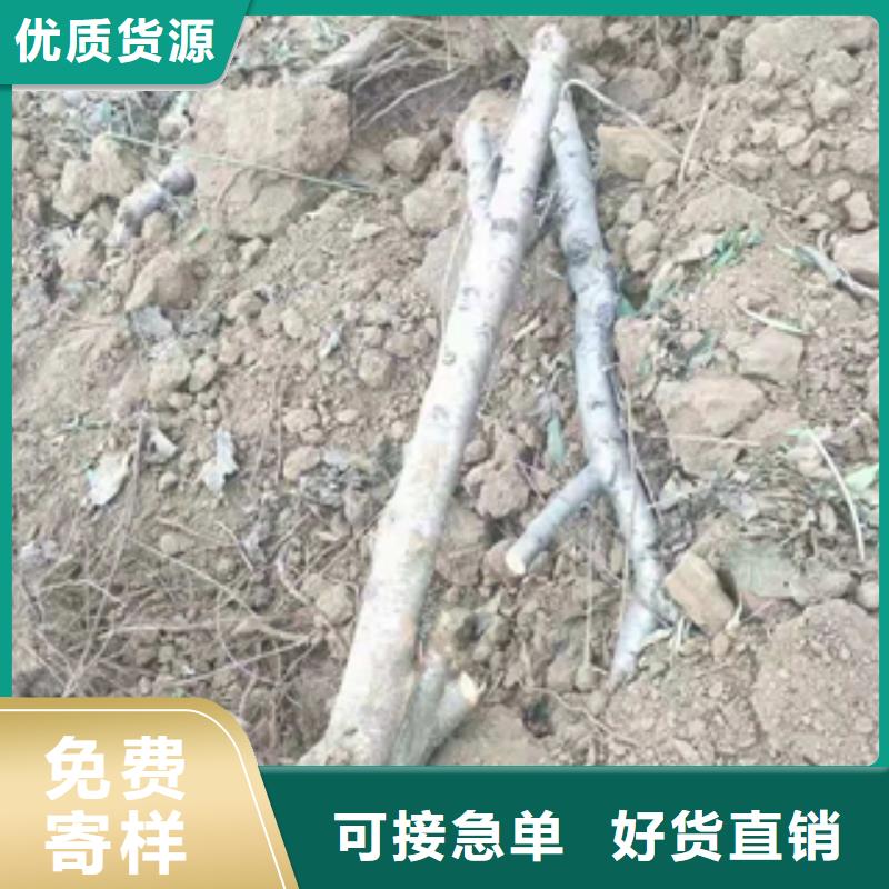 桃樹(shù)泰山景松造型景松價(jià)格實(shí)在