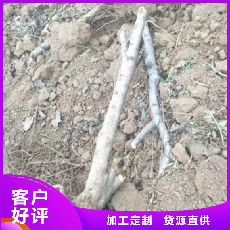 桃樹占地果樹嚴(yán)選用料