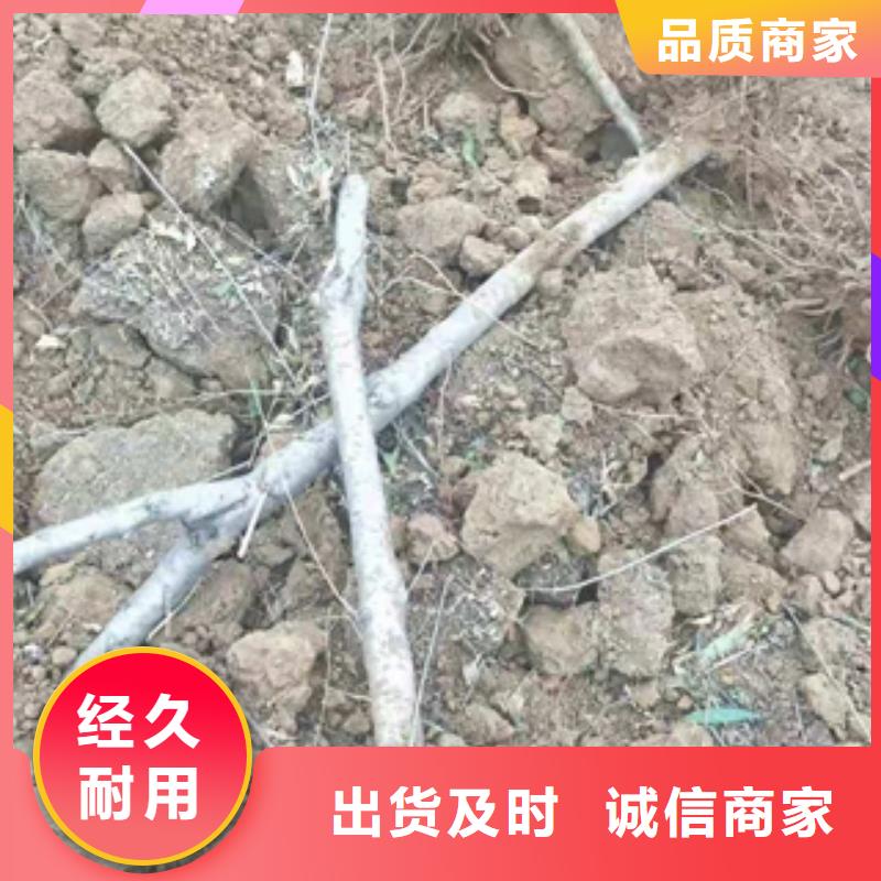 桃樹鈣果苗源廠定制