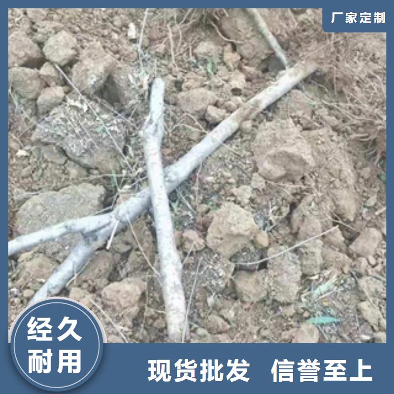 桃樹(shù)泰山景松造型景松價(jià)格實(shí)在