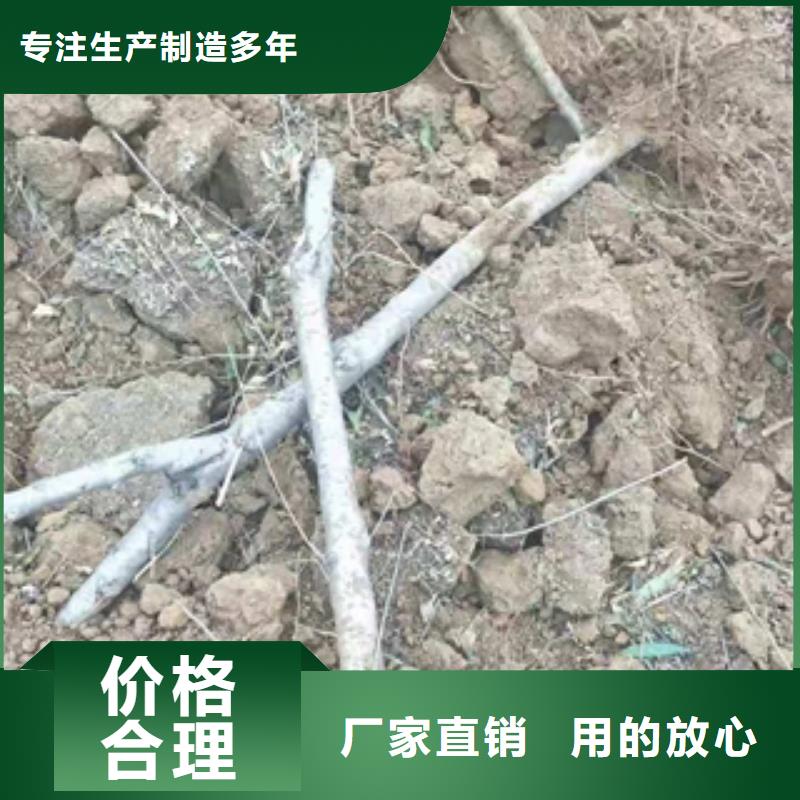 桃樹核桃苗櫻花苗長果桑樹苗拒絕偽劣產(chǎn)品