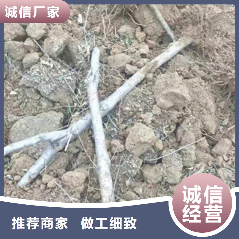 桃樹碧桃歡迎新老客戶垂詢